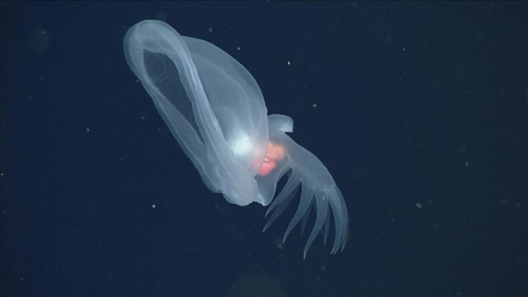 Glowing sea slug nicknamed ‘mystery mollusk’ discovered in deep ocean